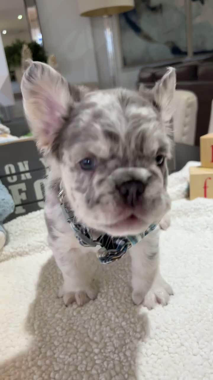 Cachorro Bulldog Francés Fluffy